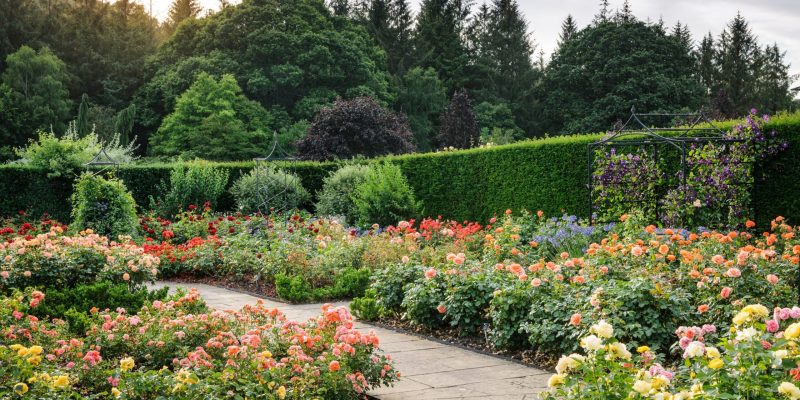 RHS Garden Rosemoor - Queen Anne's Rose Garden